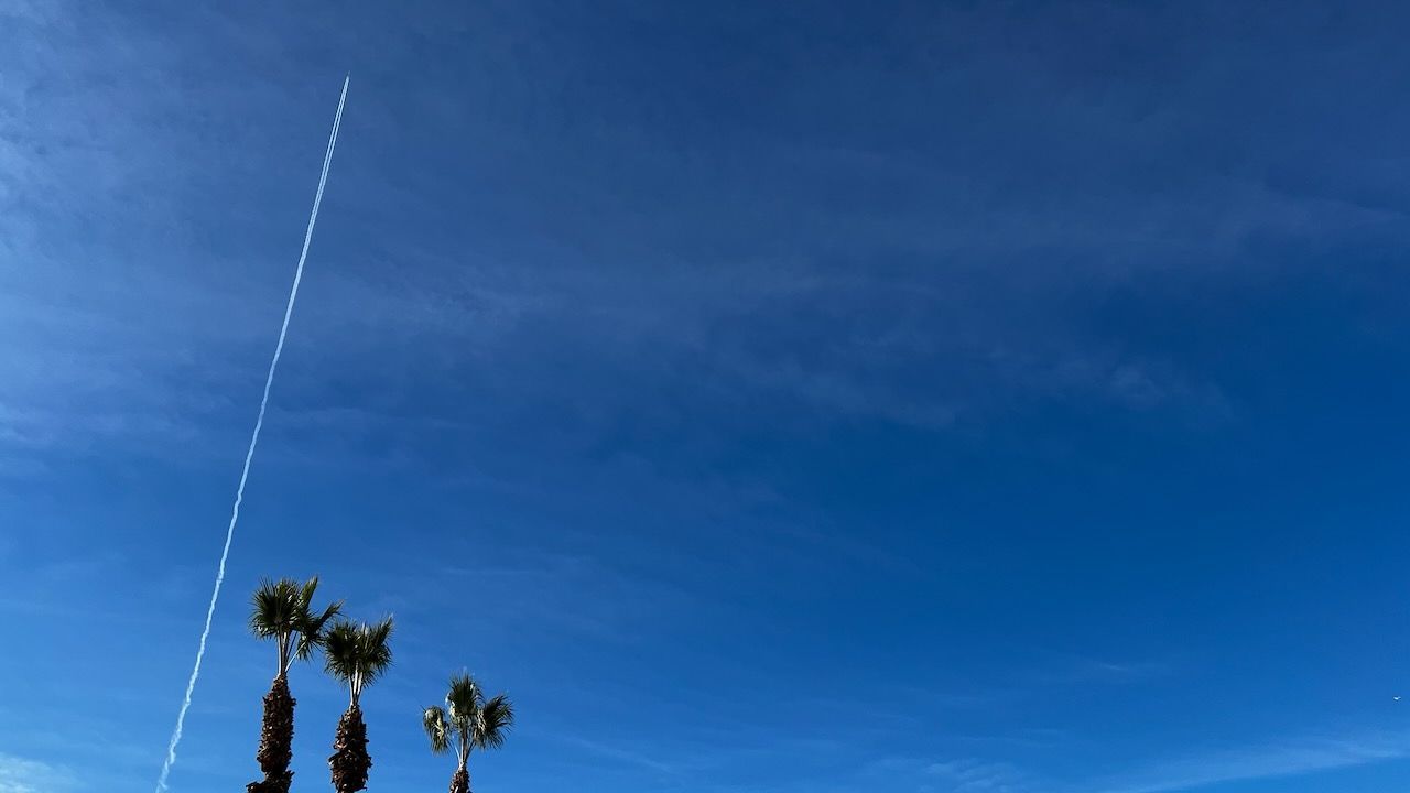 Palm trees and contrail