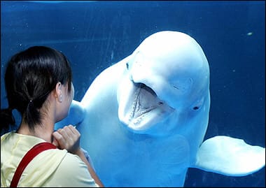 Beluga Whale