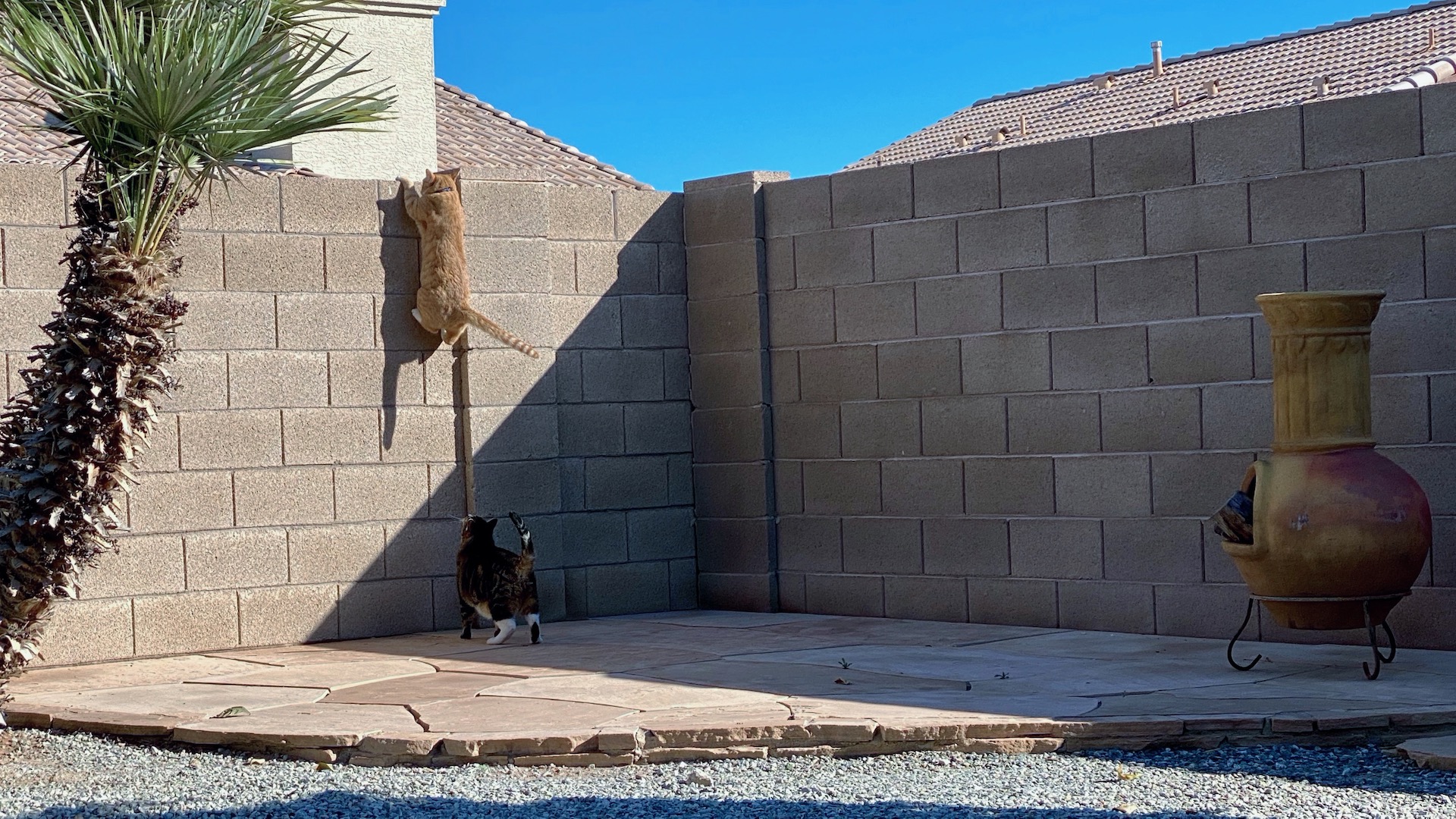 Cat chasing other cat