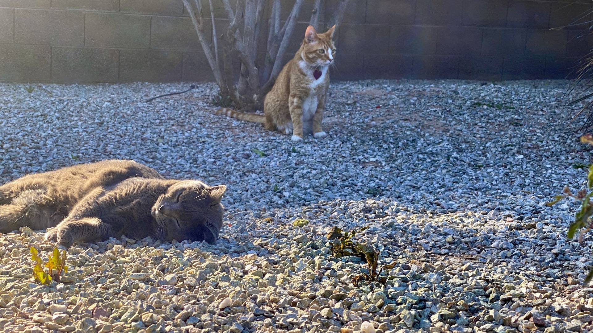 Like a slice of the savannah.