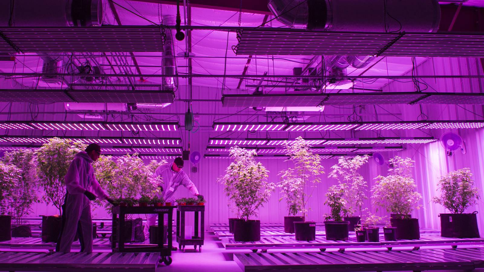 A marijuana grow house in Nevada. Image from weedrush.news21.com. Credit: Kathryn Boyd-Batstone