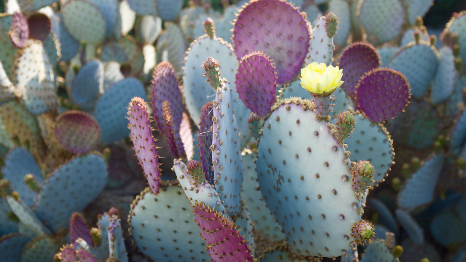 Prickly pear cactus