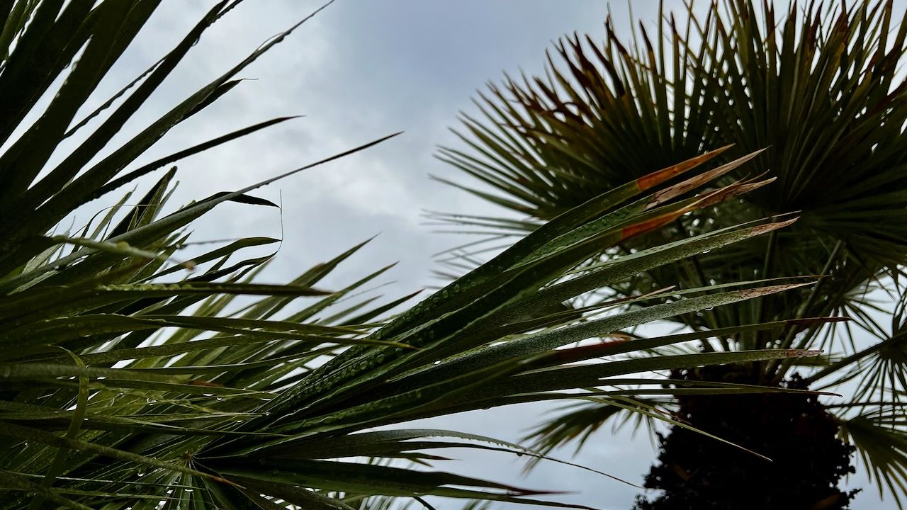 After the rain in the desert