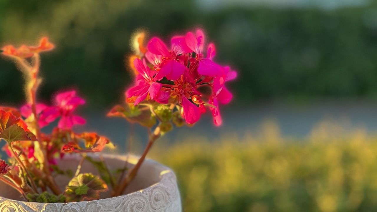 Golden hour geraniums