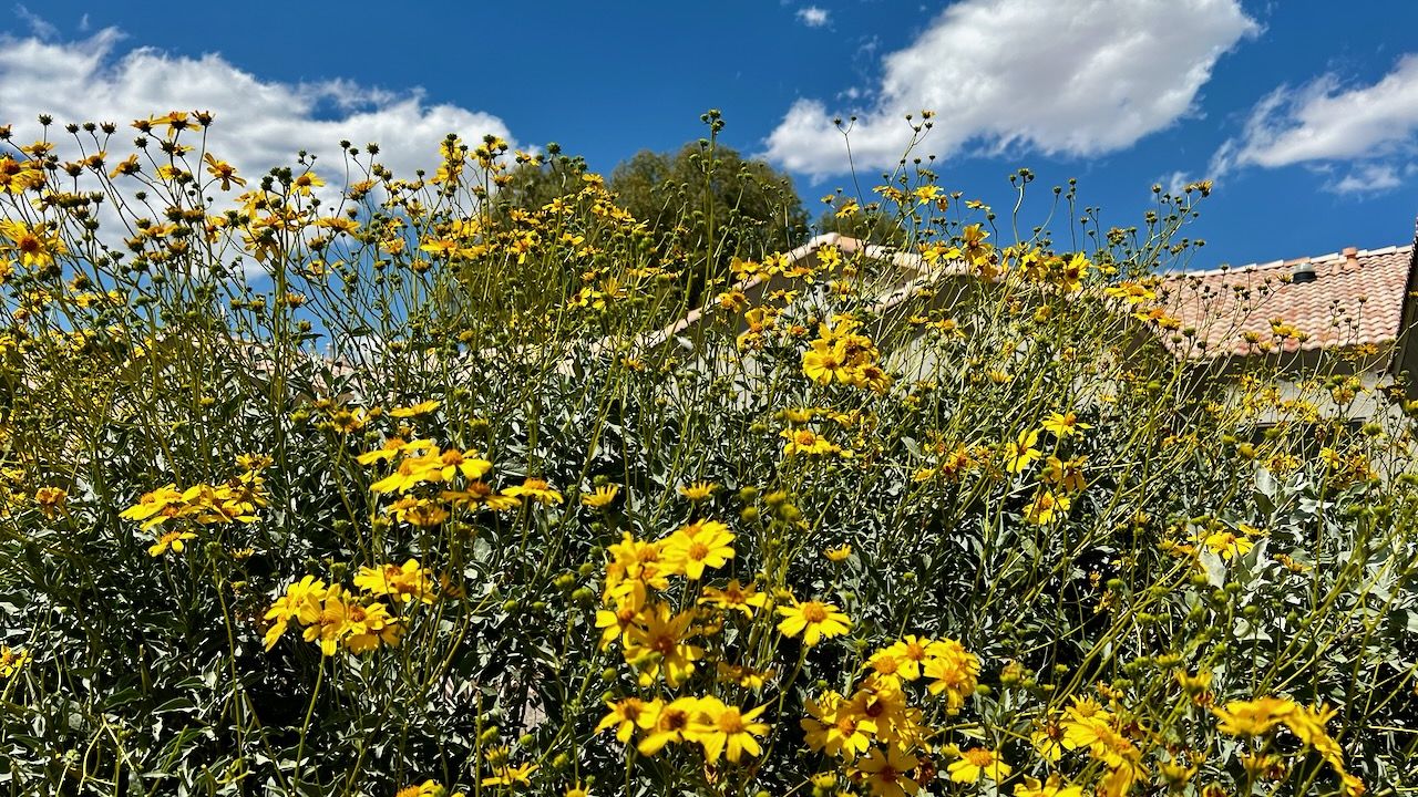 Brittlebush in bloom